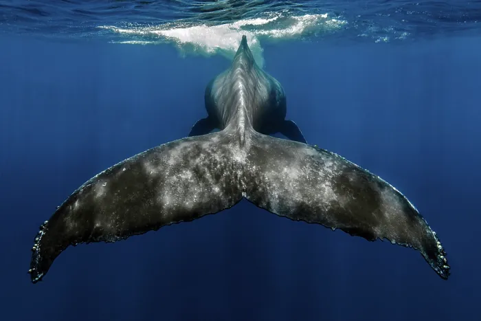 Framed Print : Humpback whale (Megaptera novaeangliae) tail fin, Tenerife, Canary Islands, Atlantic Ocean Framed Print : Humpback whale (Megaptera novaeangliae) tail fin, Tenerife, Canary Islands, Atlantic Ocean