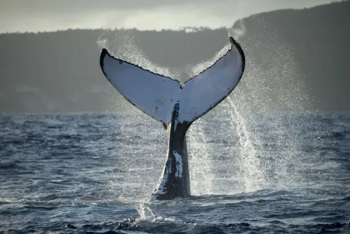 Framed Print : Humpback whale (Megaptera novaeangliae) tail fluke, Vava u, Tonga Framed Print : Humpback whale (Megaptera novaeangliae) tail fluke, Vava u, Tonga
