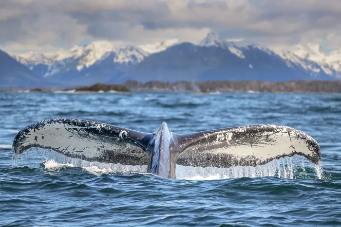 Framed Print : Humpback whale (Megaptera novaeangliae) tail fluke at the surface, Sitka Sound, south east Alaska, USA, Pacific Ocean Framed Print : Humpback whale (Megaptera novaeangliae) tail fluke at the surface, Sitka Sound, south east Alaska, USA, Pacific Ocean