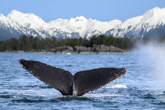 Framed Print : Humpback whale (Megaptera novaeangliae) tail fluke at the surface with snow-capped mountains in background, Sitka Sound, south east Alaska, USA, Pacific Ocean Framed Print : Humpback whale (Megaptera novaeangliae) tail fluke at the surface with snow-capped mountains in background, Sitka Sound, south east Alaska, USA, Pacific Ocean