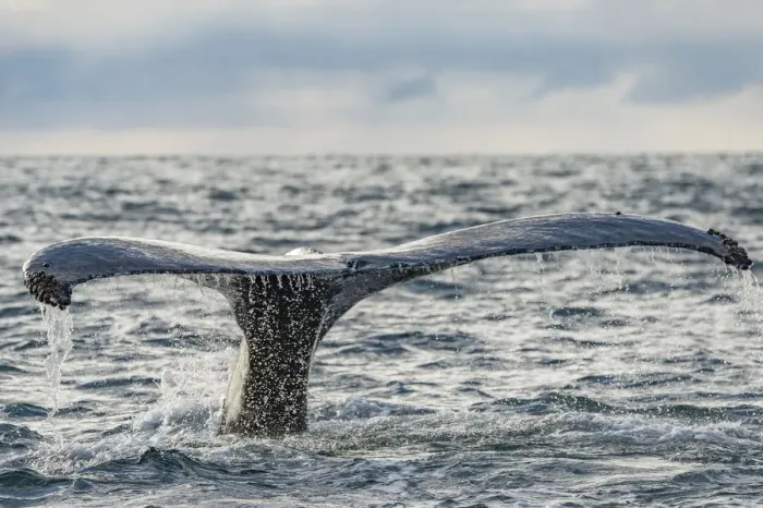 Framed Print : Humpback whale (Megaptera novaeangliae) tail fluke above water, Bay of Fundy, New Brunswick Framed Print : Humpback whale (Megaptera novaeangliae) tail fluke above water, Bay of Fundy, New Brunswick