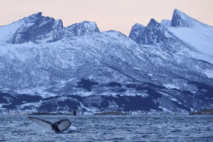 Framed Print : Humpback whale (Megaptera novaeangliae) tail fluke above water before diving, Senja Framed Print : Humpback whale (Megaptera novaeangliae) tail fluke above water before diving, Senja