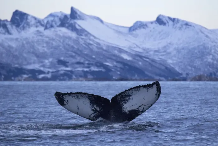 Framed Print : Humpback whale (Megaptera novaeangliae) tail fluke above water before diving, Senja Framed Print : Humpback whale (Megaptera novaeangliae) tail fluke above water before diving, Senja