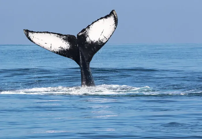 Framed Print : Humpback whale (Megaptera novaeangliae) tail fluke above water surface, San Jose Port, Escuintla, Guatemala, Pacific Ocean Framed Print : Humpback whale (Megaptera novaeangliae) tail fluke above water surface, San Jose Port, Escuintla, Guatemala, Pacific Ocean