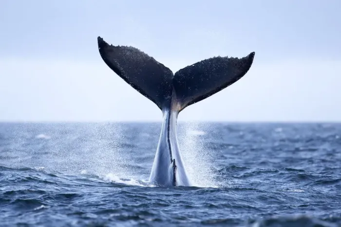 Framed Print : Humpback Whale (Megaptera novaeangliae) tail slapping, tail lob, lobtailing. Vancouver Island Framed Print : Humpback Whale (Megaptera novaeangliae) tail slapping, tail lob, lobtailing. Vancouver Island