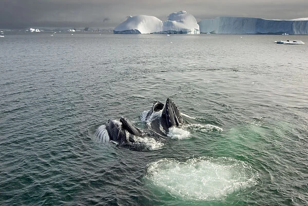 Humpback whales (Megaptera novaeangliae) surfacing and feeding in the waters off
