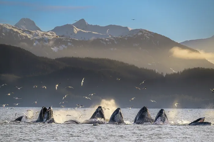 Framed Print : Humpback whales (Megaptera novaeangliae) lunge feeding with flocks of Glaucous-winged gulls (Larus glaucescens) above, Sitka Sound, south east Alaska, USA. March Framed Print : Humpback whales (Megaptera novaeangliae) lunge feeding with flocks of Glaucous-winged gulls (Larus glaucescens) above, Sitka Sound, south east Alaska, USA. March