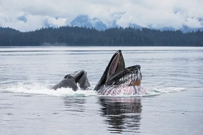 Framed Print : Humpback whales (Megaptera novaeangliae) bubblenetting / lunge-feeding, southeast Alaska, USA, Pacific Ocean Framed Print : Humpback whales (Megaptera novaeangliae) bubblenetting / lunge-feeding, southeast Alaska, USA, Pacific Ocean