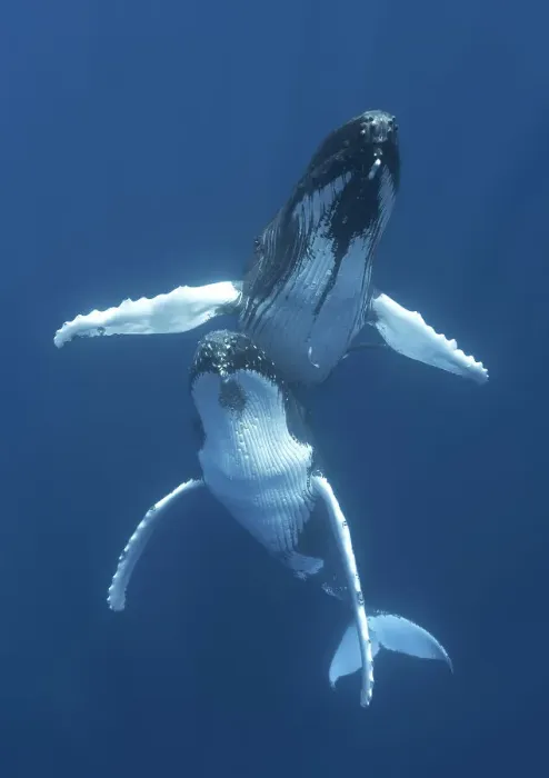 Framed Print : Humpback whales (Megaptera novaeangliae) engaged in courtship, with the male hovering above the female. Vava'u, Tonga, Pacific Ocean Framed Print : Humpback whales (Megaptera novaeangliae) engaged in courtship, with the male hovering above the female. Vava'u, Tonga, Pacific Ocean
