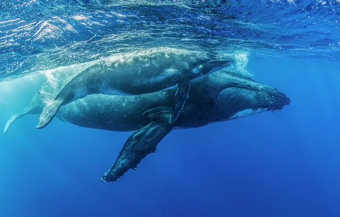 Framed Print : Humpback whales (Megaptera novaeangliae) female and calf, portrait; Kingdom of Tonga, Pacific Ocean. Wounds on the calf's back may have come from a boat propeller Framed Print : Humpback whales (Megaptera novaeangliae) female and calf, portrait; Kingdom of Tonga, Pacific Ocean. Wounds on the calf's back may have come from a boat propeller