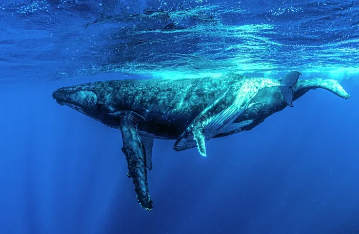 Framed Print : Humpback whales (Megaptera novaeangliae) female and calf, with a Remora (Echeneis naucrates) attached to the calf's abdomen, Kingdom of Tonga, Pacific Ocean