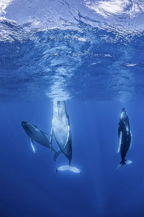 Framed Print : Humpback whales (Megaptera novaeangliae) 'spyhopping', using their tail flukes to push their heads above water in order to observe what is happening around them