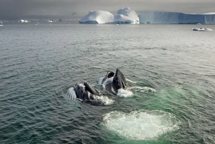 Framed Print : Humpback whales (Megaptera novaeangliae) surfacing and feeding in the waters off Framed Print : Humpback whales (Megaptera novaeangliae) surfacing and feeding in the waters off