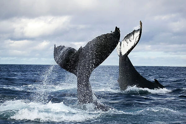 Humpback whales (Megaptera novangliaea) unusual scene with two adults tail-slapping together in rough seas, Vava'u, Tonga, South Pacific