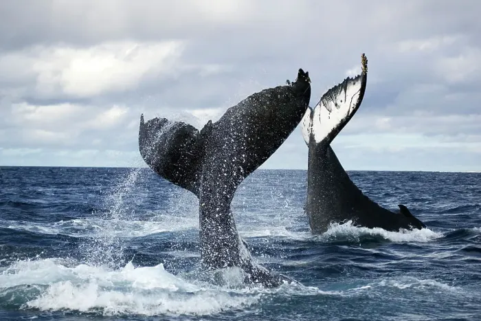 Framed Print : Humpback whales (Megaptera novangliaea) unusual scene with two adults tail-slapping together in rough seas, Vava'u, Tonga, South Pacific