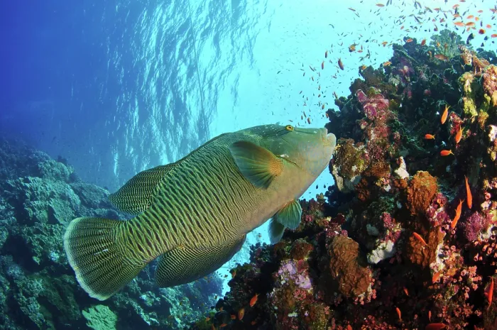 Framed Print : Humphead wrasse (Cheilinus undulatus) juvenile, swimming on a coral reef with Scalefin anthias (Pseudanthias squamipinnis), Elphinstone, Egypt, Red Sea Framed Print : Humphead wrasse (Cheilinus undulatus) juvenile, swimming on a coral reef with Scalefin anthias (Pseudanthias squamipinnis), Elphinstone, Egypt, Red Sea