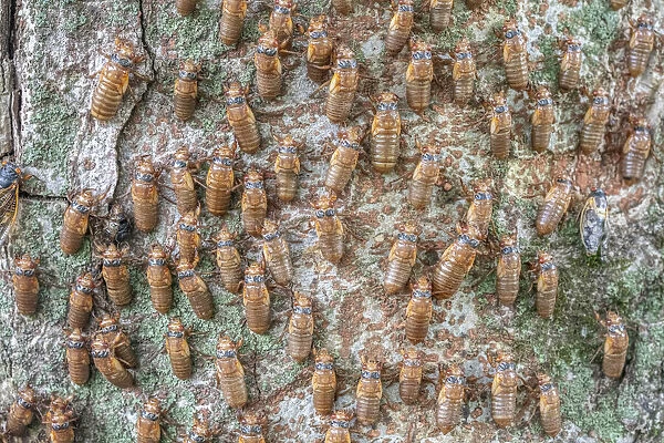 Hundreds of Periodical cicada (Magicicada sp. ) nymphs ascending a tree trunk to metmorphose, Princeton, New Jersey, USA. June