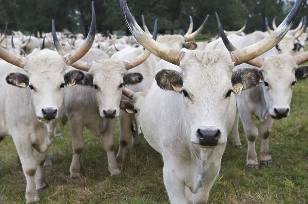 Hungarian grey cattle herd in field, Mohacs, Bda-Karapancsa, Duna Drava NP, Hungary