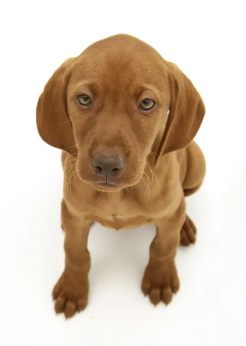 Framed Print : Hungarian Vizsla pup sitting looking up, against white background Framed Print : Hungarian Vizsla pup sitting looking up, against white background