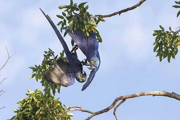Hyacinth Macaw (Anadorhynchus hyacinthinus) two playing whilst hanging upside down
