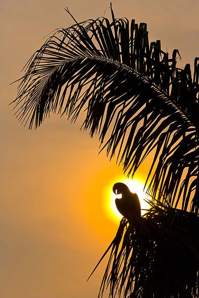 Hyacinth macaw (Anodorhynchus hyacinthinus) calling, silhouetted against the sun
