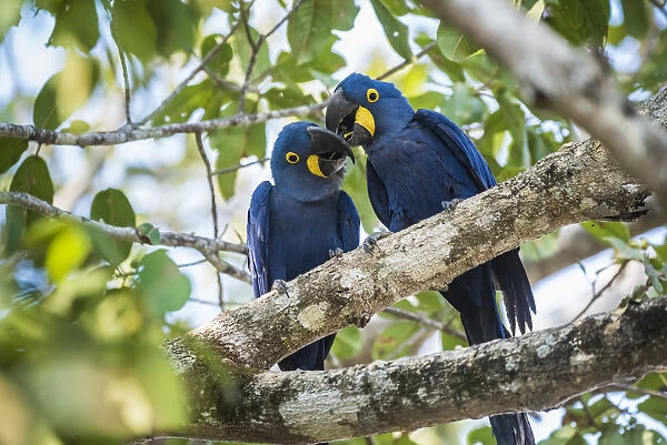 Hyacinth macaw (Anodorhynchus hyacinthinus) pair in courtship, perched in tree. Mato Grosso forest