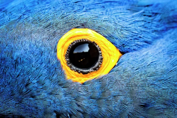 Framed Print : Hyacinth macaw (Anodorhynchus hyacinthinus), close up of eye. Bioparc Doue-la-Fontaine, France. Native to Brazil. Captive Framed Print : Hyacinth macaw (Anodorhynchus hyacinthinus), close up of eye. Bioparc Doue-la-Fontaine, France. Native to Brazil. Captive