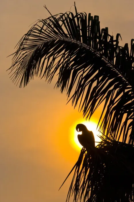 Framed Print : Hyacinth macaw (Anodorhynchus hyacinthinus) calling, silhouetted against the sun Framed Print : Hyacinth macaw (Anodorhynchus hyacinthinus) calling, silhouetted against the sun