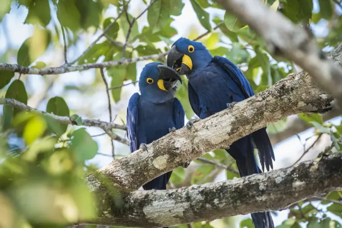 Framed Print : Hyacinth macaw (Anodorhynchus hyacinthinus) pair in courtship, perched in tree. Mato Grosso forest Framed Print : Hyacinth macaw (Anodorhynchus hyacinthinus) pair in courtship, perched in tree. Mato Grosso forest