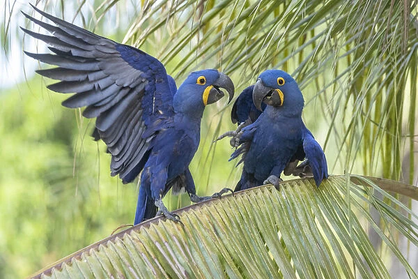 Hyacinth macaws (Anodorhynchus hyacinthinus) squabbling on palm tree, Pantanal