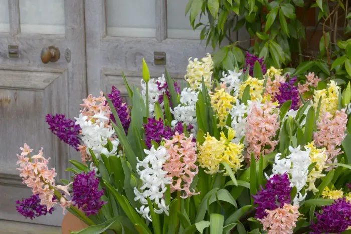 Framed Print : Hyacinths (Hycinthus) in flower in container, Norfolk, England, UK, March Framed Print : Hyacinths (Hycinthus) in flower in container, Norfolk, England, UK, March