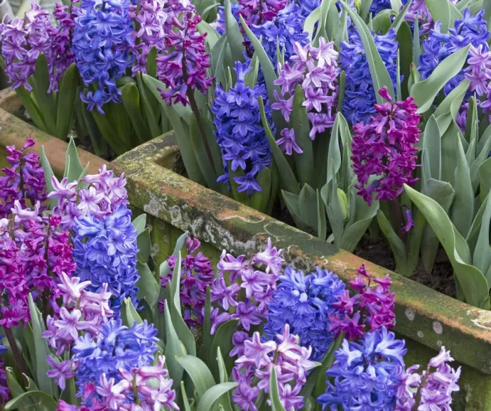 Framed Print : Hyacinths (Hycinthus) in flower Norfolk, England, UK, March