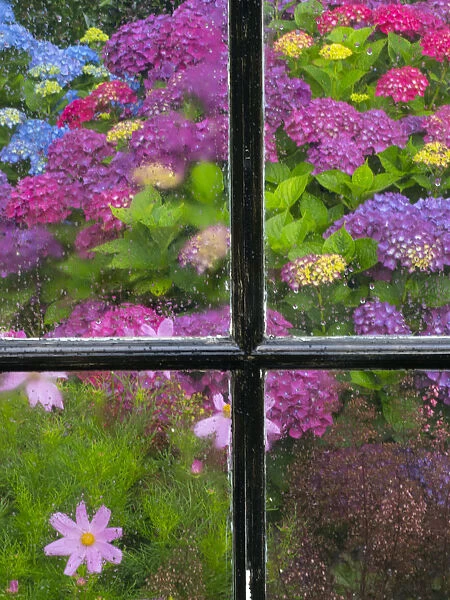 Hydrangeas flowering in garden seen through window of shed, Norfolk, England, UK, July