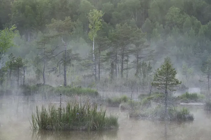 Framed Print : Hydrogen sulphide (H2S) pond in mist, Bog forest, Kemeri National Park, Latvia, June 2009 Framed Print : Hydrogen sulphide (H2S) pond in mist, Bog forest, Kemeri National Park, Latvia, June 2009