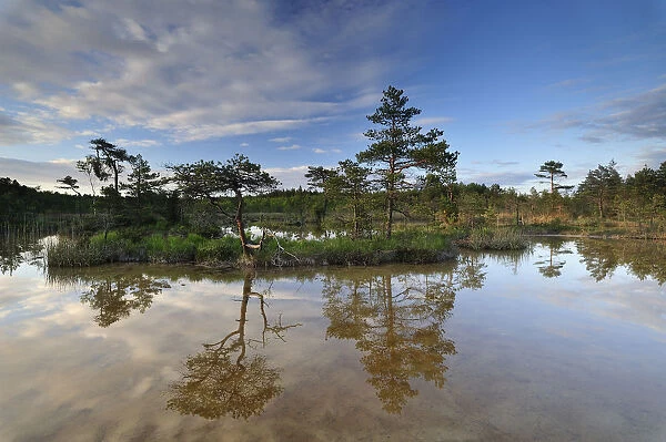 Hydrogen sulphide (H2S) pond with trees reflected in water, Bog forest, Kemeri National Park