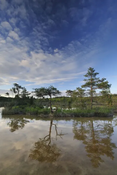 Framed Print : Hydrogen sulphude (H2S) pond with trees reflected in water, Bog forest, Kemeri National Park Framed Print : Hydrogen sulphude (H2S) pond with trees reflected in water, Bog forest, Kemeri National Park