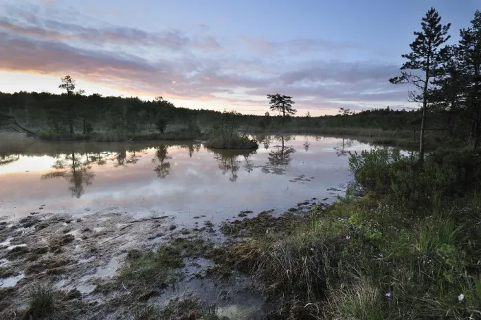 Framed Print : Hydrogen suphide (H2S) pond at dusk, Bog forest, Kemeri National Park, Latvia, June 2009 Framed Print : Hydrogen suphide (H2S) pond at dusk, Bog forest, Kemeri National Park, Latvia, June 2009