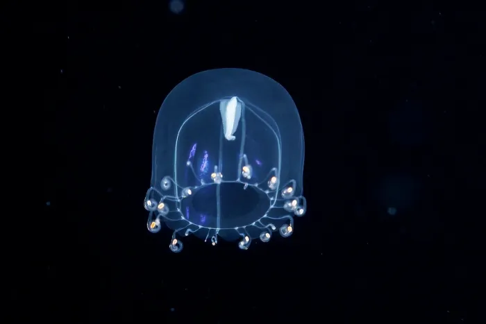 Framed Print : Hydromedusa jellyfish (Aequorea sp.) drifting in open ocean at night, Yap, Federated States of Micronesia, Pacific Ocean Framed Print : Hydromedusa jellyfish (Aequorea sp.) drifting in open ocean at night, Yap, Federated States of Micronesia, Pacific Ocean