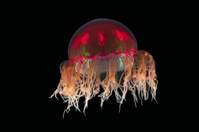 Framed Print : Hydromedusa / Trachymedusa (Crossota sp) from approx 2700m, mid Atlantic ridge, June 2010 Framed Print : Hydromedusa / Trachymedusa (Crossota sp) from approx 2700m, mid Atlantic ridge, June 2010