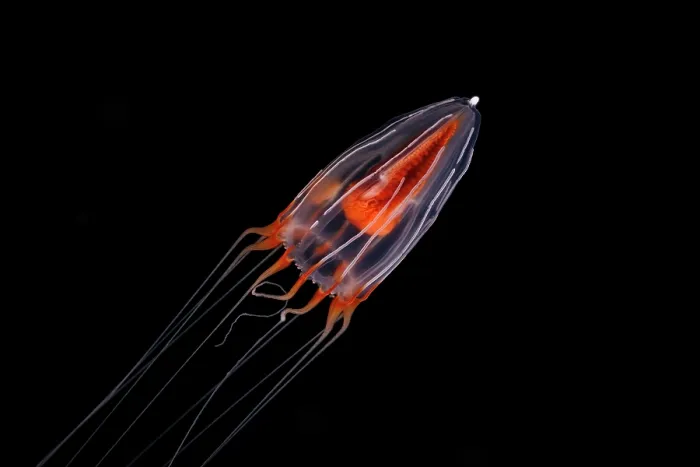 Framed Print : Hydrozoan jellyfish (Hydromedusae sp.) swimming in open sea at night, Yap, in the Federated States of Micronesia, Pacific Ocean Framed Print : Hydrozoan jellyfish (Hydromedusae sp.) swimming in open sea at night, Yap, in the Federated States of Micronesia, Pacific Ocean