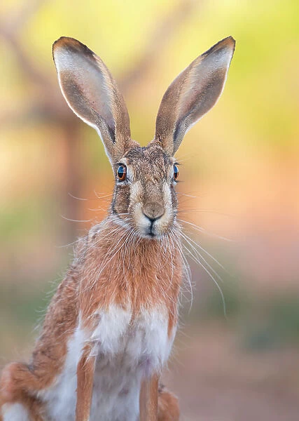 Iberian hare (Lepus granatensis) portrait, Castile La Mancha, Spain. July