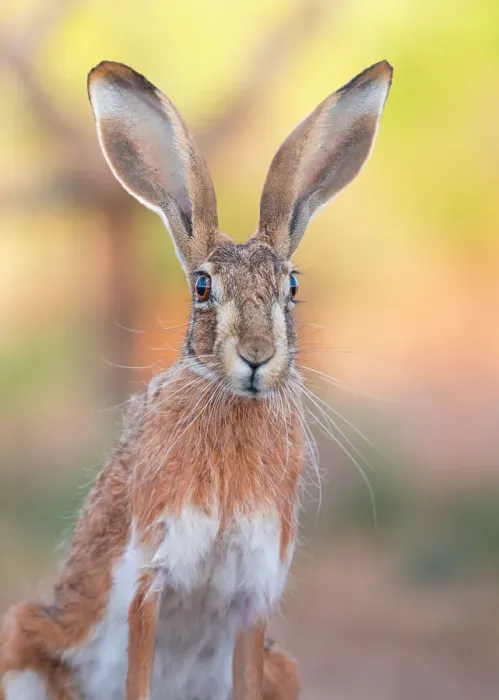 Framed Print : Iberian hare (Lepus granatensis) portrait, Castile La Mancha, Spain. July Framed Print : Iberian hare (Lepus granatensis) portrait, Castile La Mancha, Spain. July