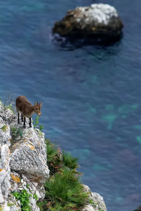 Framed Print : Iberian ibex (Capra pyrenaica), adult female, walking along coastal cliff. Mediterranean coast, Andalusia, Spain. November Framed Print : Iberian ibex (Capra pyrenaica), adult female, walking along coastal cliff. Mediterranean coast, Andalusia, Spain. November