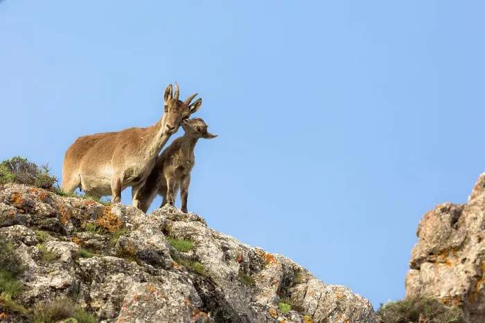 Framed Print : Iberian ibex (Capra pyrenaica), alert female with kid aged between one and two months. Sierra Nevada National Park, Andalusia, Spain. May