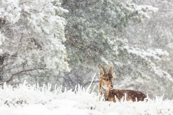 Framed Print : Iberian ibex (Capra pyrenaica), adult male, sitting down in snow covered landscape during snowfall. Sierra Nevada National Park, Andalusia, Spain. April Framed Print : Iberian ibex (Capra pyrenaica), adult male, sitting down in snow covered landscape during snowfall. Sierra Nevada National Park, Andalusia, Spain. April
