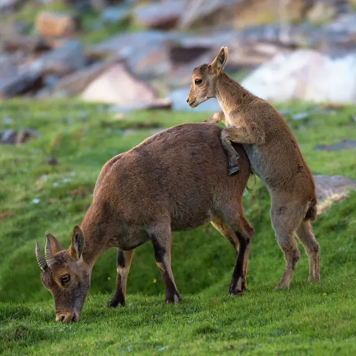 Framed Print : Iberian ibex (Capra pyrenaica), female, grazing, being pestered by kid, aged two months, begging for milk, at 2900m altitude. Sierra Nevada National Park, Andalusia, Spain. July