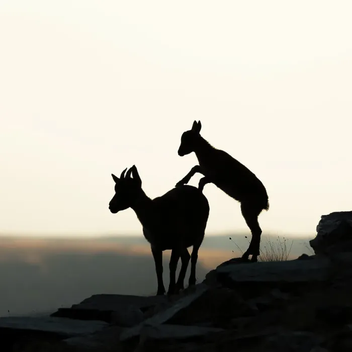 Framed Print : Iberian ibex (Capra pyrenaica), female, being pestered by kid, aged two months, begging for milk. Sierra Nevada National Park, Andalusia, Spain. July