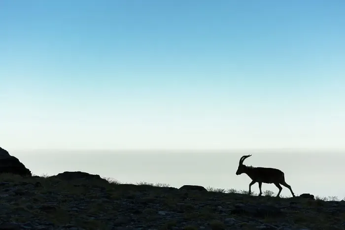 Framed Print : Iberian ibex (Capra pyrenaica), adult male, walking along mountain ridge. Sierra Nevada National Park, Andalusia, Spain. June