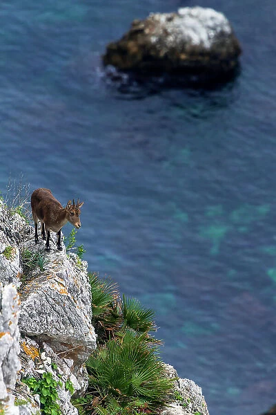 Iberian ibex (Capra pyrenaica), adult female, walking along coastal cliff. Mediterranean coast, Andalusia, Spain. November