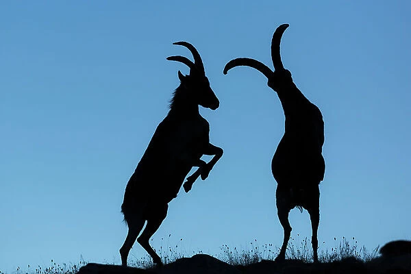 Two Iberian ibex (Capra pyrenaica), adult males, fighting. Sierra Nevada National Park, Andalusia, Spain. July